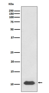 Anti-SDF1 CXCL12 Rabbit Monoclonal Antibody Boster Bio