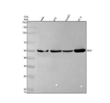 Anti-Sonic Hedgehog SHH Rabbit Monoclonal Antibody Boster Bio
