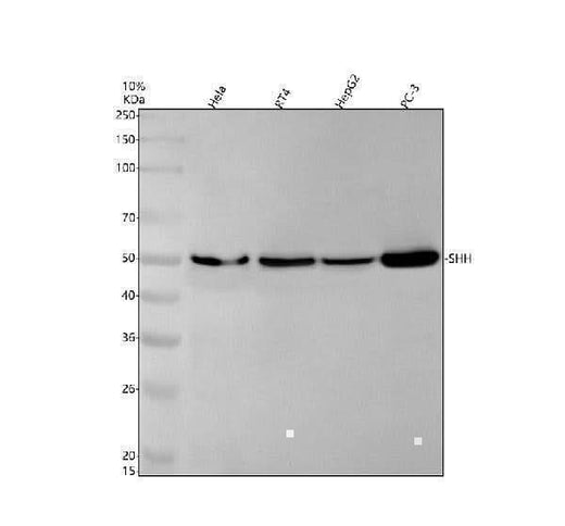 Anti-Sonic Hedgehog SHH Rabbit Monoclonal Antibody Boster Bio