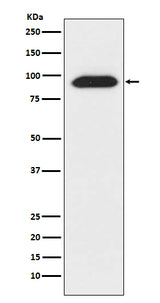 Anti-CLOCK Monoclonal Antibody Boster Bio