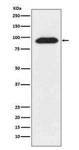 Anti-CLOCK Monoclonal Antibody Boster Bio