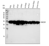 Anti-HMGB1/Hmg 1 Rabbit Monoclonal Antibody Boster Bio