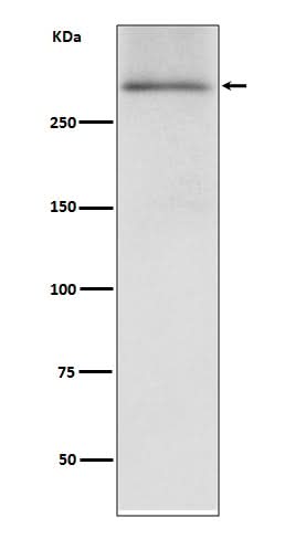 Anti-Dystrophin DMD Rabbit Monoclonal Antibody Boster Bio