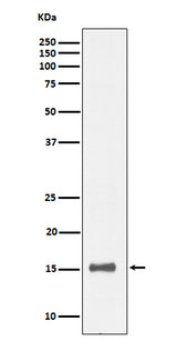 Anti-IL13 Rabbit Monoclonal Antibody Boster Bio