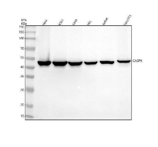 Anti-cleaved Caspase-9 CASP9 Rabbit Monoclonal Antibody Boster Bio