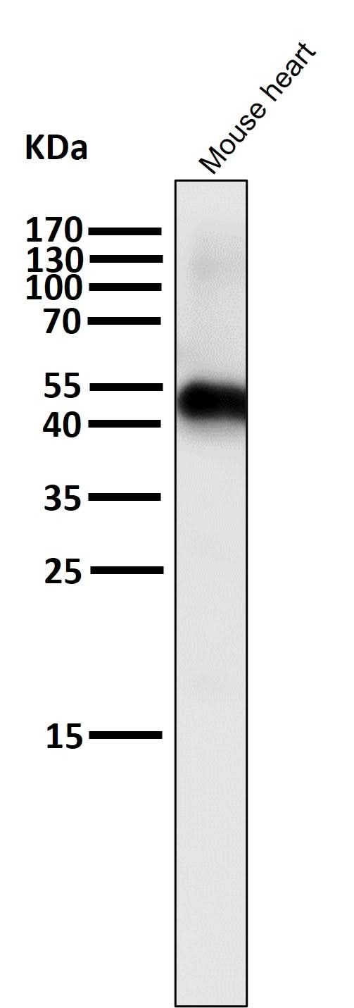 Anti-Caspase-9 CASP9 Rabbit Monoclonal Antibody Boster Bio