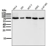 Anti-COX2 PTGS2 Rabbit Monoclonal Antibody Boster Bio