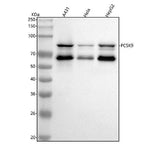 Anti-PCSK9/Proprotein Convertase 9 Rabbit Monoclonal Antibody Boster Bio