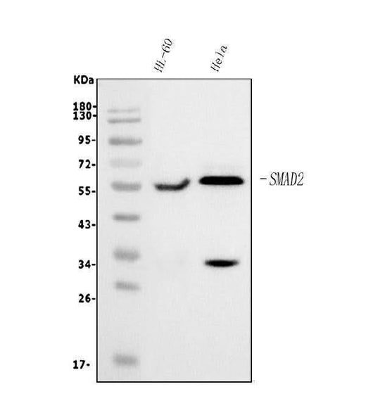 Anti-SMAD2 Antibody Picoband® (monoclonal, 3C4 Boster Bio