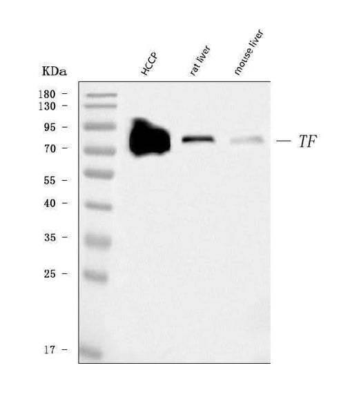 Anti-Transferrin/TF Antibody Picoband® (monoclonal, 7I11B10 Boster Bio