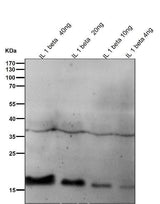 Anti-IL1 beta Rabbit Monoclonal Antibody Boster Bio