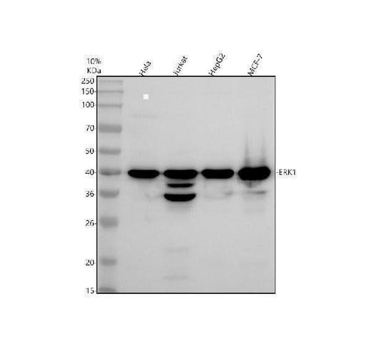 Anti-ERK1 MAPK3 Rabbit Monoclonal Antibody Boster Bio