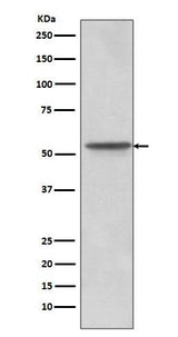 Anti-Src Rabbit Monoclonal Antibody Boster Bio