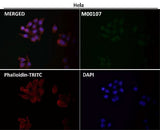 Anti-Src Rabbit Monoclonal Antibody Boster Bio