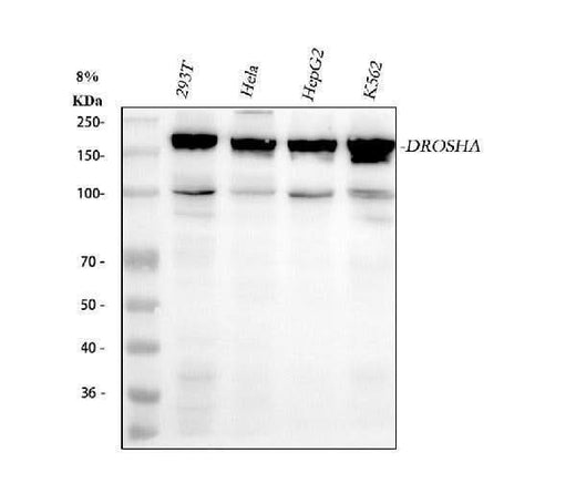 Anti-Drosha Rabbit Monoclonal Antibody Boster Bio