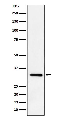 Anti-IL-33 Rabbit Monoclonal Antibody Boster Bio