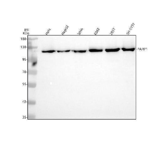 Anti-PARP PARP1 Rabbit Monoclonal Antibody Boster Bio