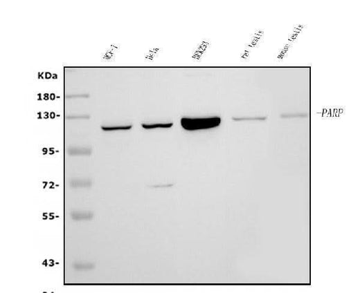 Anti-PARP/PARP1 Picoband® Antibody (monoclonal, 10G9 Boster Bio