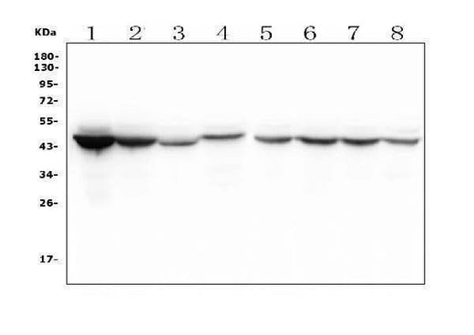 Anti-IDH1 Antibody Picoband® (monoclonal, 16H7 Boster Bio