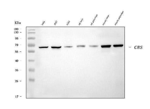 Anti-CBS Antibody Picoband® (monoclonal, 7C3B7 Boster Bio