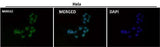 Anti-CTCF Rabbit Monoclonal Antibody Boster Bio