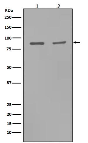 Anti-MMP9 Rabbit Monoclonal Antibody Boster Bio