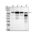 Anti-RIP RIPK1 Rabbit Monoclonal Antibody Boster Bio
