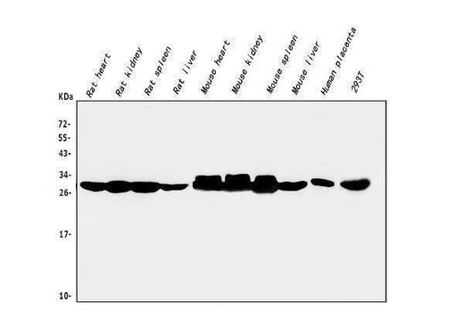 Anti-CA2 Antibody Picoband® (monoclonal, 10E11 Boster Bio