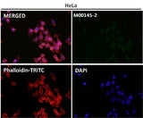 Anti-p21 CDKN1A Rabbit Monoclonal Antibody Boster Bio