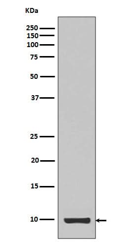 Anti-IGF1/Igf I Rabbit Monoclonal Antibody Boster Bio
