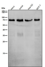 Anti-SHP2 PTPN11 Rabbit Monoclonal Antibody Boster Bio