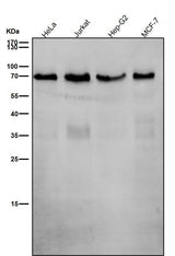 Anti-SHP2 PTPN11 Rabbit Monoclonal Antibody Boster Bio