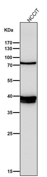 Anti-Nanog Rabbit Monoclonal Antibody Boster Bio