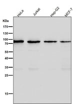 Anti-CD19 Rabbit Monoclonal Antibody Boster Bio