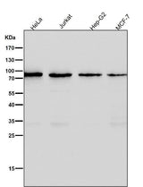 Anti-CD19 Rabbit Monoclonal Antibody Boster Bio