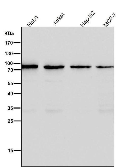 Anti-CD19 Rabbit Monoclonal Antibody Boster Bio