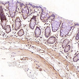 Anti-CD19 Rabbit Monoclonal Antibody Boster Bio