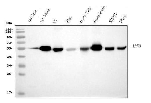 Anti-IRF3 Antibody Picoband® (monoclonal, 11H2 Boster Bio