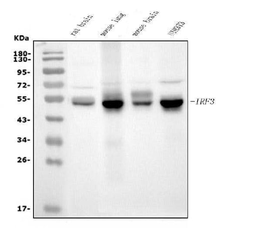 Anti-IRF3 Antibody Picoband® (monoclonal, 7B10 Boster Bio
