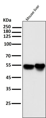 Anti-IRF3 Rabbit Monoclonal Antibody Boster Bio