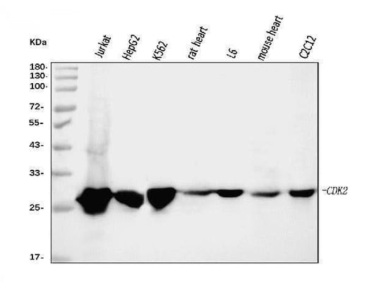 Anti-Cdk2 Antibody Picoband® (monoclonal, 5B12D1 Boster Bio