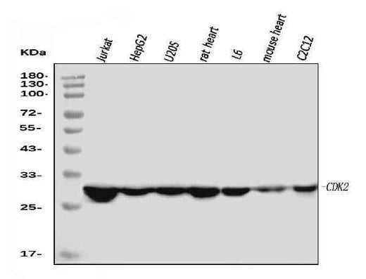 Anti-Cdk2 Antibody Picoband® (monoclonal, 6D5B5 Boster Bio