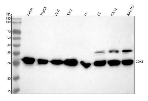Anti-CDK2 Rabbit Monoclonal Antibody Boster Bio