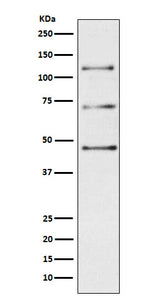 Anti-Complement C3 Monoclonal Antibody Boster Bio