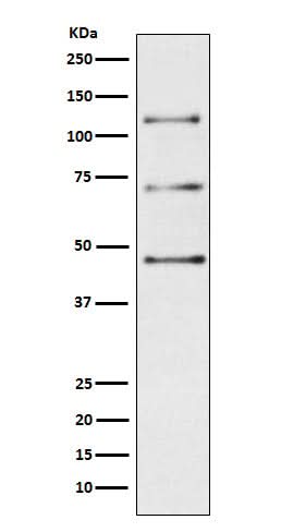 Anti-Complement C3 Monoclonal Antibody Boster Bio