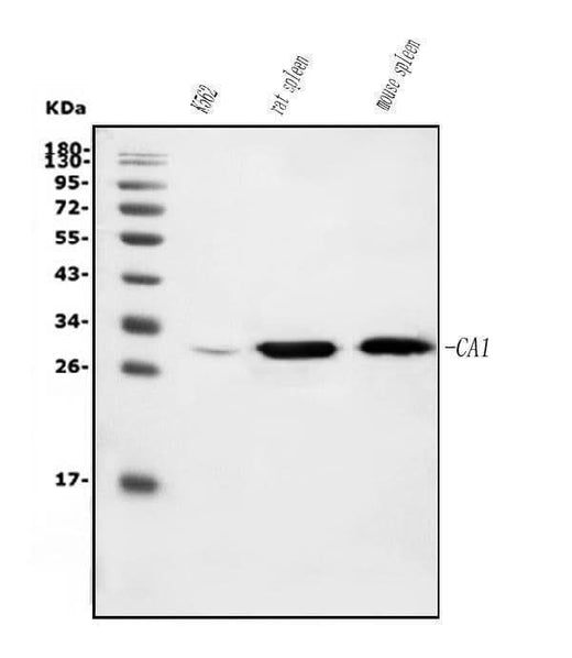 Anti-Carbonic Anhydrase I/CA1 Picoband® Antibody (monoclonal, 2B5 Boster Bio