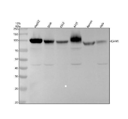 Anti-ICAM1/Cd54 Rabbit Monoclonal Antibody Boster Bio