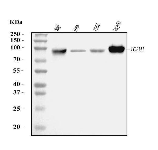 Anti-ICAM1 Antibody Picoband® (monoclonal, 6F2C3 Boster Bio
