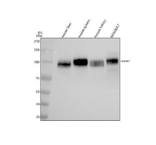 Anti-ICAM1 / CD54 Rabbit Monoclonal Antibody Boster Bio