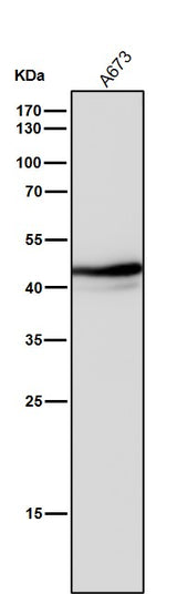 Anti-Oct4 POU5F1 Rabbit Monoclonal Antibody Boster Bio